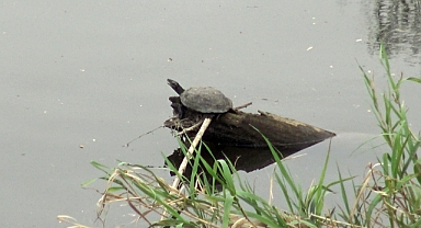 Gönen Çayı'nda kirlilik: Toplu balık ölümleri yaşandı