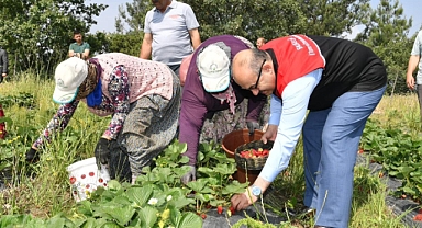 Vali Ustaoğlu İvrindi Osmanlar'da Çiftçilerle Buluştu ve Çilek Hasadına Katıldı