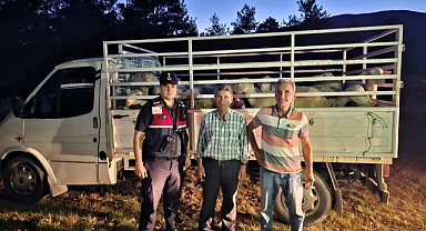 Dursunbey'de Küçükbaş Hayvan Hırsızlığı Çözüldü