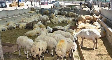 Edremit Kurban Bayramına topyekûn hazır