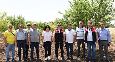 Kahverengi Kokarca'ya Biyolojik Mücadele Başladı