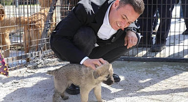 Balıkesir Büyükşehir Belediye Başkanı Ahmet Akın'dan Sokak Hayvanları İçin Çağrı