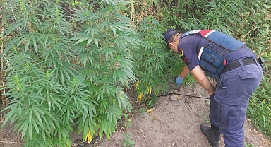 Balıkesir’de 150 Kök Kenevir ve 1.3 Kg Esrar Ele Geçirildi