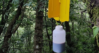 Balıkesir Orman Bölge Müdürlüğü Kestane Gal Arısı İle Mücadele Ediyor