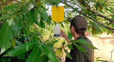 Balıkesir Orman Bölge Müdürlüğü’nden Kestane Gal Arısıyla Mücadele