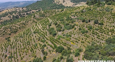 Balıkesir Orman Bölge Müdürlüğü: Ormanları Koruyor, Yeni Fidanlar Dikerek Ormanların Artmasını Sağlıyor