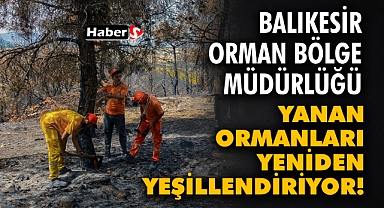 Balıkesir Orman Bölge Müdürlüğü Yanan Ormanları Yeniden Yeşillendiriyor!