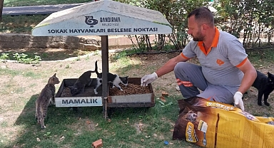 Bandırma Belediyesi Sokak Hayvanları İçin Mama Takviyesine Devam Ediyor