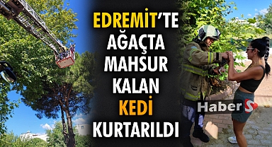Edremit’te Ağaçta Mahsur Kalan Kedi Kurtarıldı