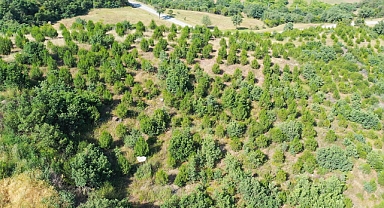 Orman Genel Müdürlüğü’nün 180. Yıl Kutlamalarında Hatıra Ormanı'na Yeni Fidanlar Dikildi