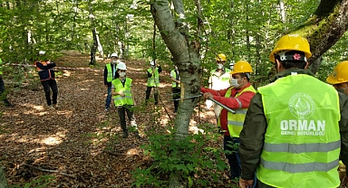 Balıkesir'de Planlı Ormancılık Başarı Getirdi: Gönen Ormanları Daha Verimli
