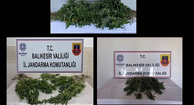 Balıkesir’de Yasadışı Kenevir Ekimi Operasyonu: 118 Kök Kenevir Ele Geçirildi