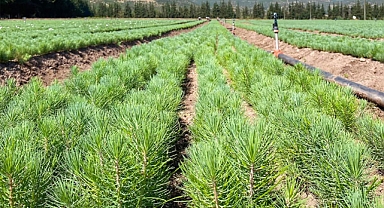 Balıkesir’in Fidanları Yeşil Vatan İçin Hazır: Geleceğe Nefes Olacaklar