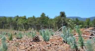 Balıkesir Ormanları Geleceğe Umutla Büyüyor: Kızılçam Fidanlarında %85 Başarı!