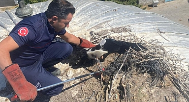 Büyükşehir Ekipleri Yaralı Leyleği Kurtardı