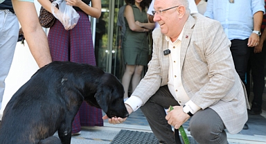 Edremit Belediye Başkanı, Sokak Köpeğine Ev Sahipliği Yapıyor