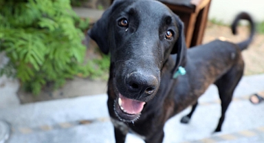 Edremit Belediyesi'nden Yeni Üye: Zeytin