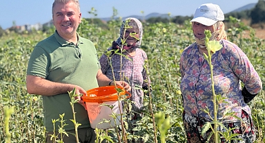 Milletvekili Canbey, Gömeç'te Bamya Hasadına Katıldı