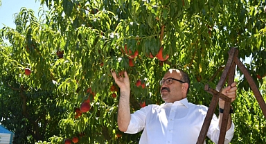 Vali Ustaoğlu, Kepsut Şeftalisi Hasat Programına Katıldı