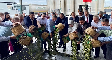 Ayvalık’ta Yılın İlk Zeytin Hasadı Başladı