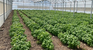 Balıkesir’de Fesleğen Hasadı