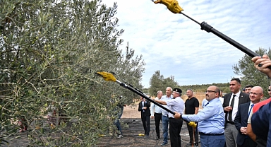 Balıkesir'de Zeytin Hasadı Başladı: Vali İsmail Ustaoğlu Ayvalık'ta Hasat Etkinliğine Katıldı