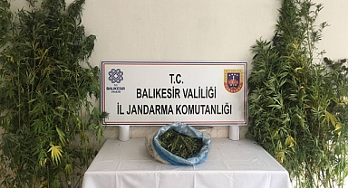 Balıkesir Jandarmasından Bandırma’da Uyuşturucu Operasyonu: Kenevir Tarlasına Baskın
