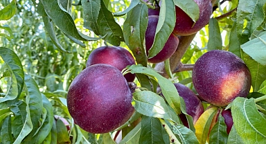 Balıkesir Tarım ve Orman İl Müdürlüğü, Nektarin Hasadını Kutluyor