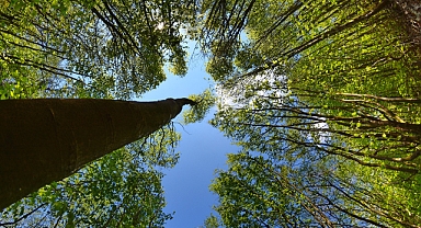 Gönen Kayın Ormanlarında Gençleştirme Hamlesi