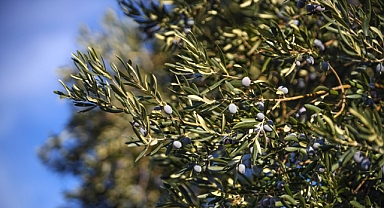 19. Uluslararası Ayvalık Zeytin Hasat ve Turizm Festivali Başlıyor!