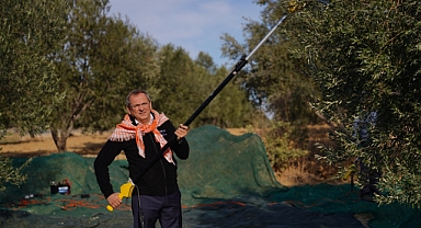 Ayvalık Belediyesi Zeytinliklerinde İlk Hasat Başkan Mesut Ergin Tarafından Gerçekleştirildi
