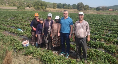 Bereketli İvrindi Topraklarından Çilek Hasadı