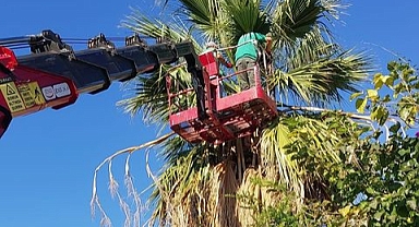 Edremit Belediyesi, Sonbahar ile Birlikte Ağaç Bakım ve Budama Çalışmalarına Başladı