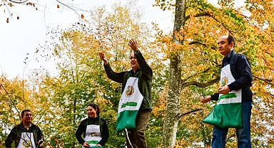 Geleceğe Umut: Gönen'de Kayın Ormanları Yenileniyor