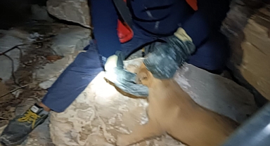 Kayalıklara Sıkışan Yavru köpeği İtfaiye Kurtardı