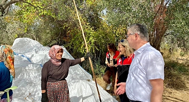 Kazdağları'nda Zeytin Hasadı Başladı: Eşsiz Lezzetler İçin İlk Adımlar Atılıyor