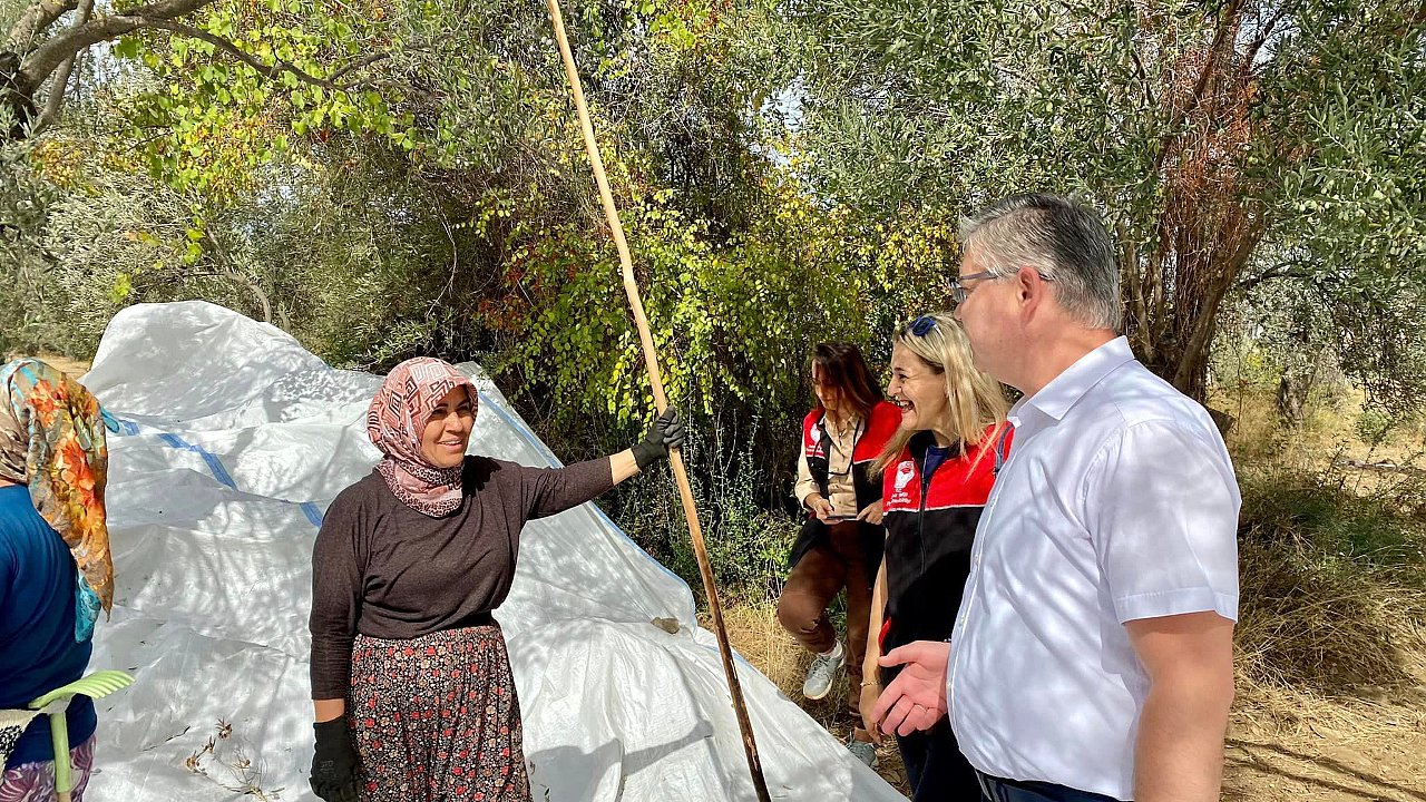 Kazdağları'nda Zeytin Hasadı Başladı: Eşsiz Lezzetler İçin İlk Adımlar Atılıyor