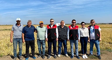 Manyas'ta Çeltik Hasadı