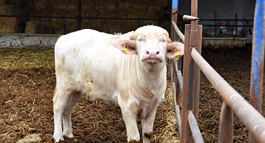 Balıkesir’de Manda Sayısı Artmaya Devam Ediyor