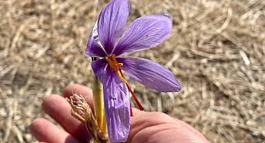 Balıkesir İl Tarım ve Orman Müdürlüğü'nden Tıbbi ve Aromatik Ürün Üretimi İçin Önemli İncelemeler