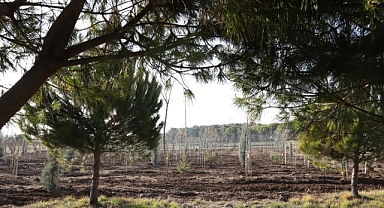Bandırma Belediyesi, Balcı Çamlığı’nda Yaşam Ormanı Oluşturdu ve Kadına Şiddetle Mücadele Gününe Farkındalık Sağladı