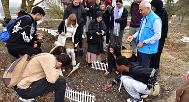 BAÜN Botanik Bahçesi’nde Safran Hasadı Başladı