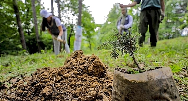 Cumhuriyet'e Anlamlı Hediye: 100. Yıl Ormanı İçin Fidanlar Toprakla Buluşuyor