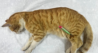 Erdek'te Sokak Kedisine Hayat Kurtaran Müdahale