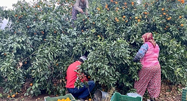 Havran Mandalinası (Satsuma) Hasat Sezonu Başladı: Coğrafi İşaretli Ürün Türkiye’yi Sarıyor