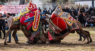 26. Geleneksel Pelitköy Deve Güreşleri Binlerce Kişinin Coşkulu Katılımıyla Tamamlandı