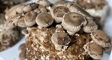 Balıkesir'de Shiitake ve Eryngii Mantarları Hasat Ediliyor