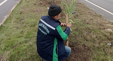 Bigadiç Belediyesi Kavşaklara 1000 Zakkum Ağacı Dikti, Yeşil Bir Gelecek İçin Çalışmalar Devam Ediyor