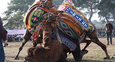 Burhaniye’de 26. Geleneksel Pelitköy Deve Güreşleri İçin Hazırlıklar Tamamlandı