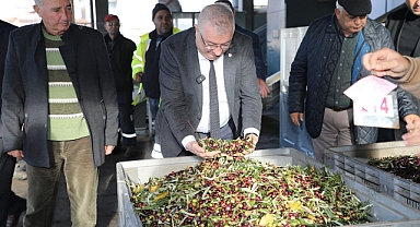 Edremit Belediyesi'nden Zeytin Hasadında Örnek Çalışma: “Tek Bir Zeytin Bile Heba Olmuyor”